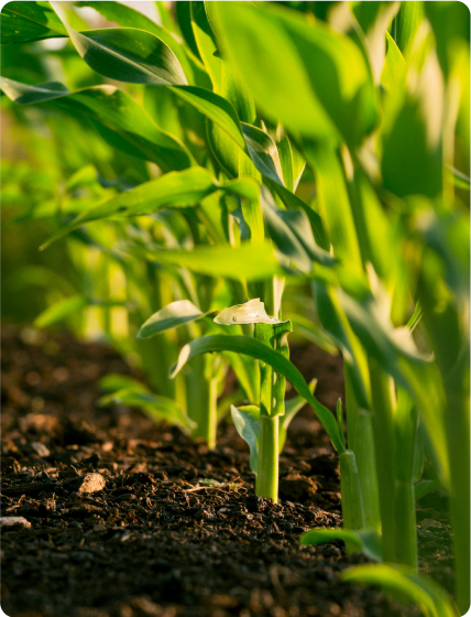 Food & Agriculture